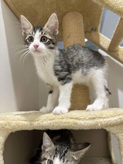 Enlarge Byul, an adopted Domestic Short Hair in Annapolis, MD image 2/2