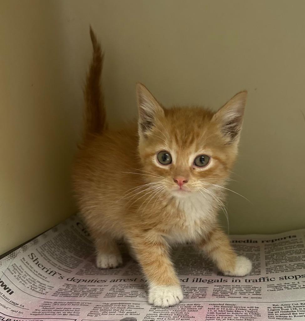 Enlarge Noah, a Adoptable mixed breed in Greenwood, MS image 2/2