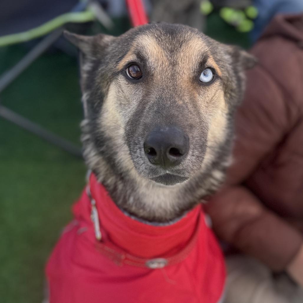 Mac, Adoptable, Adult Male Husky & German Shepherd Dog.