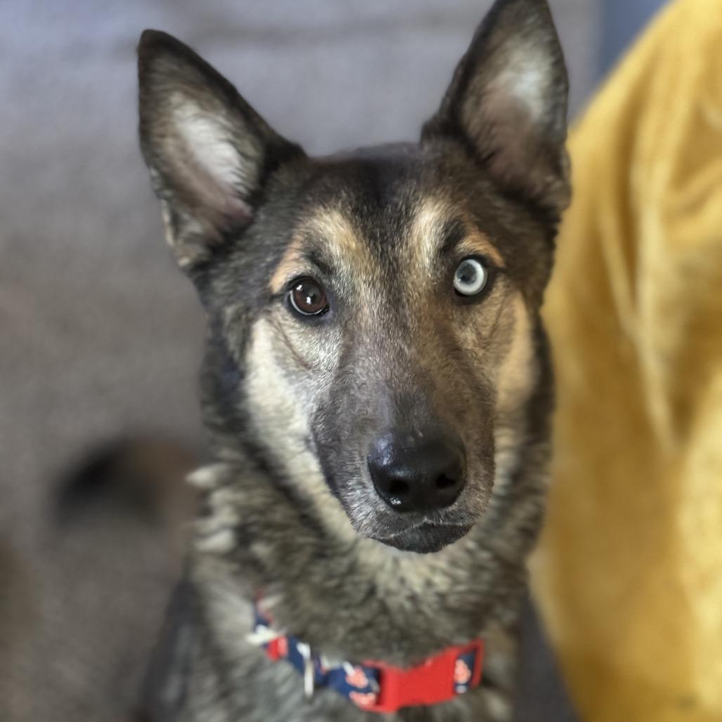 Mac, a Adoptable mixed breed in Waco, TX image 2/3