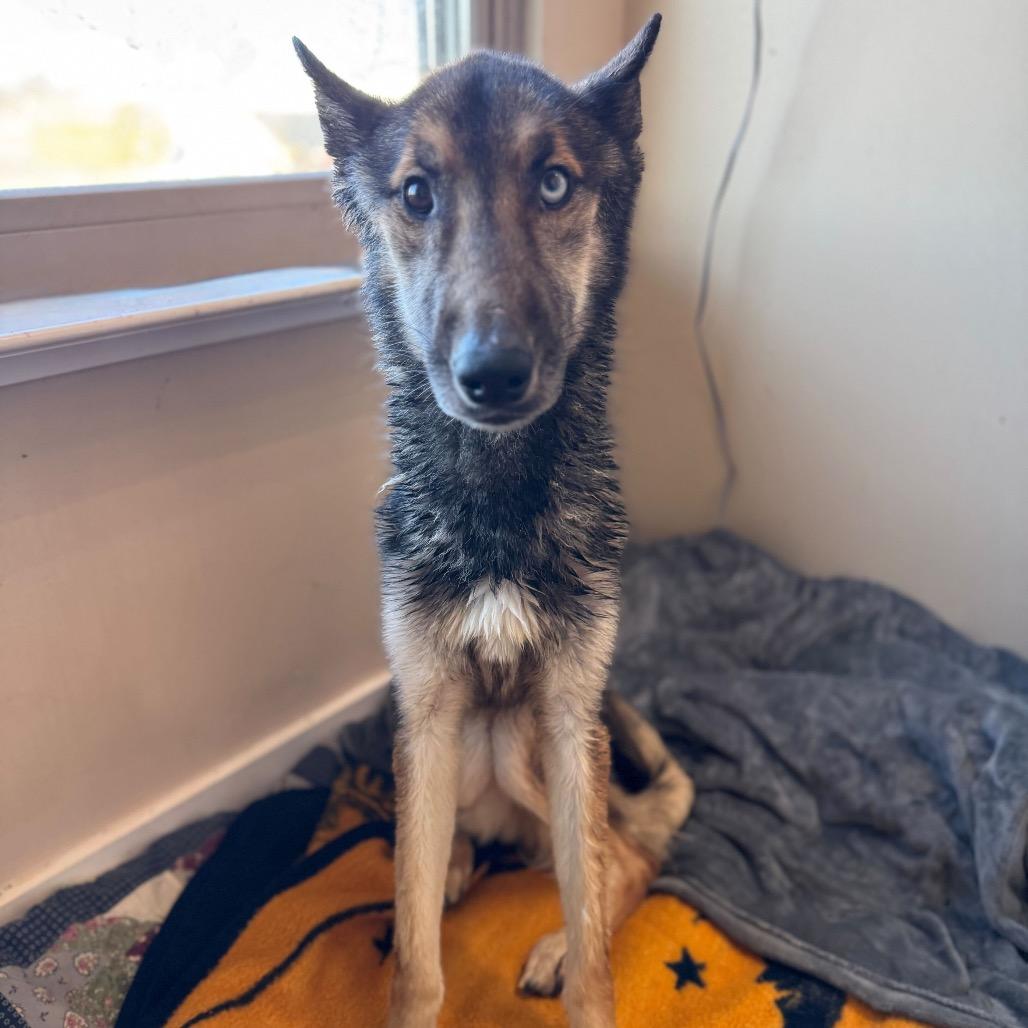 Mac, a Adoptable mixed breed in Waco, TX image 3/3