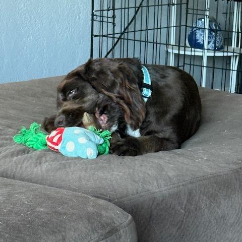 Tavis, Adoptable, Young Male Cocker Spaniel.