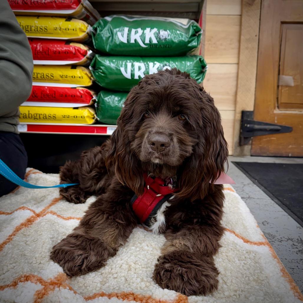 Tavis, a Adoptable Cocker Spaniel in Crystal, MN image 2/6