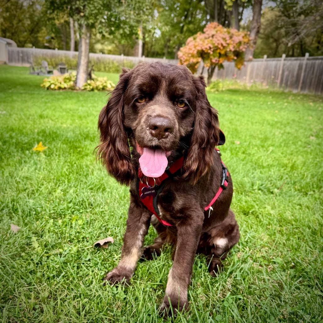 Tavis, a Adoptable Cocker Spaniel in Crystal, MN image 2/6