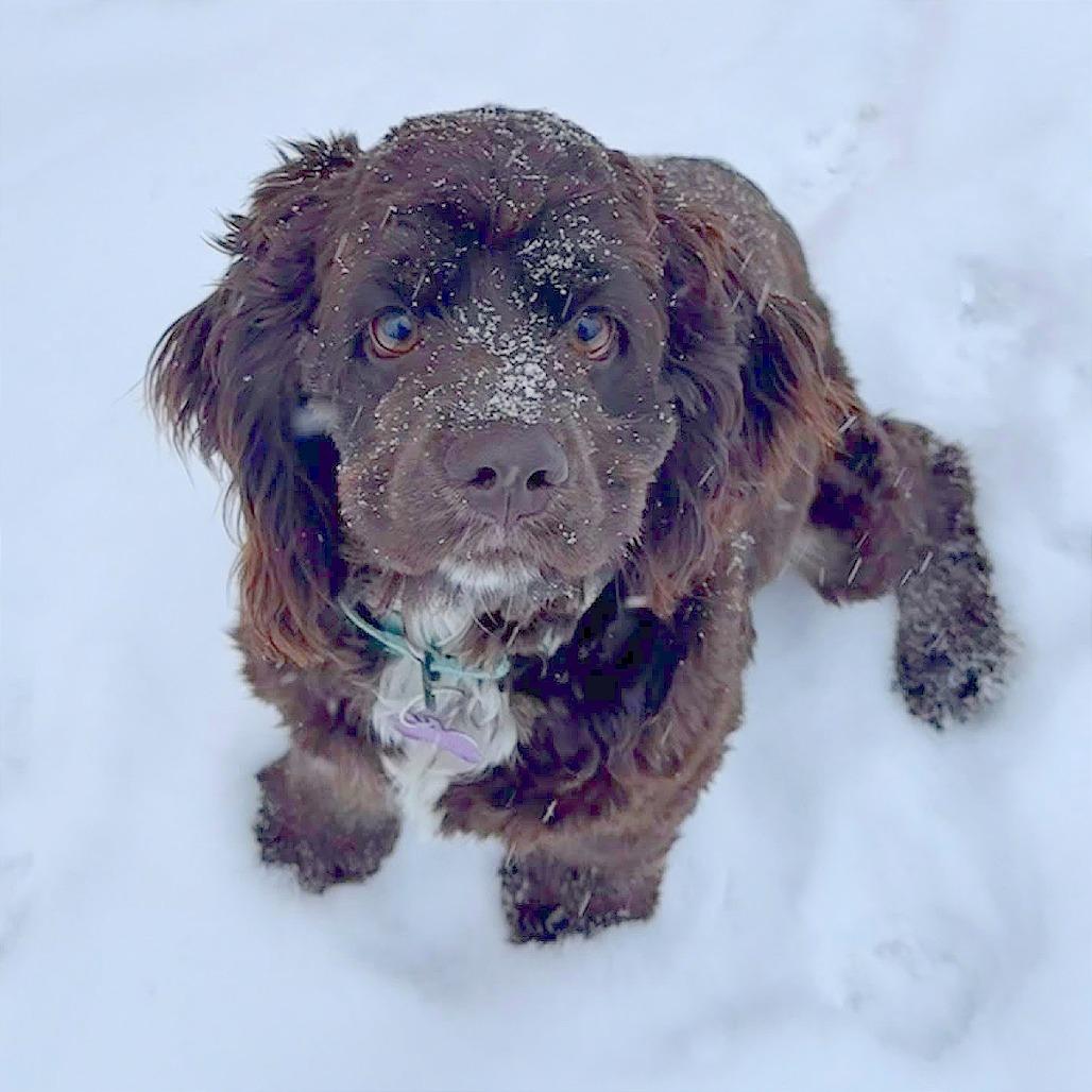 Tavis, a Adoptable Cocker Spaniel in Crystal, MN image 3/6