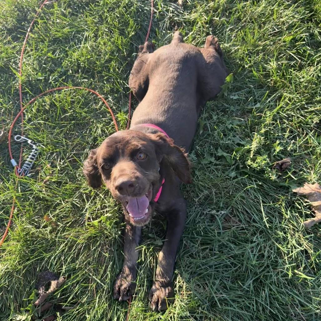 Tavis, a Adoptable Cocker Spaniel in Crystal, MN image 4/6