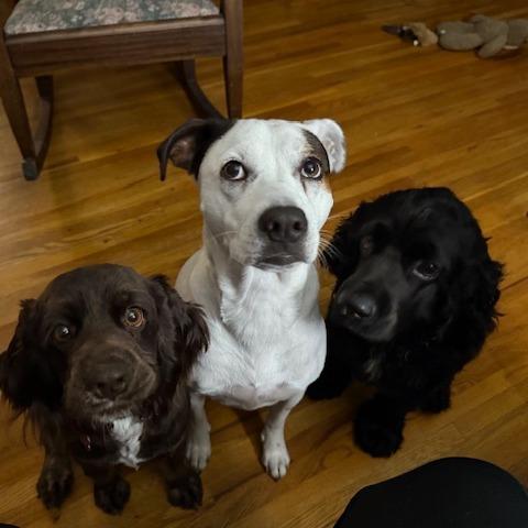 Tavis, a Adoptable Cocker Spaniel in Crystal, MN image 5/6