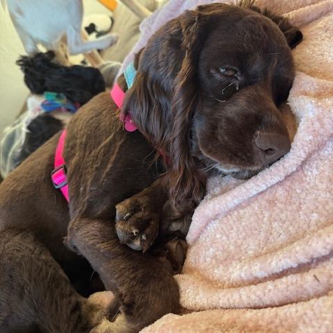 Tavis, a Adoptable Cocker Spaniel in Crystal, MN image 6/6
