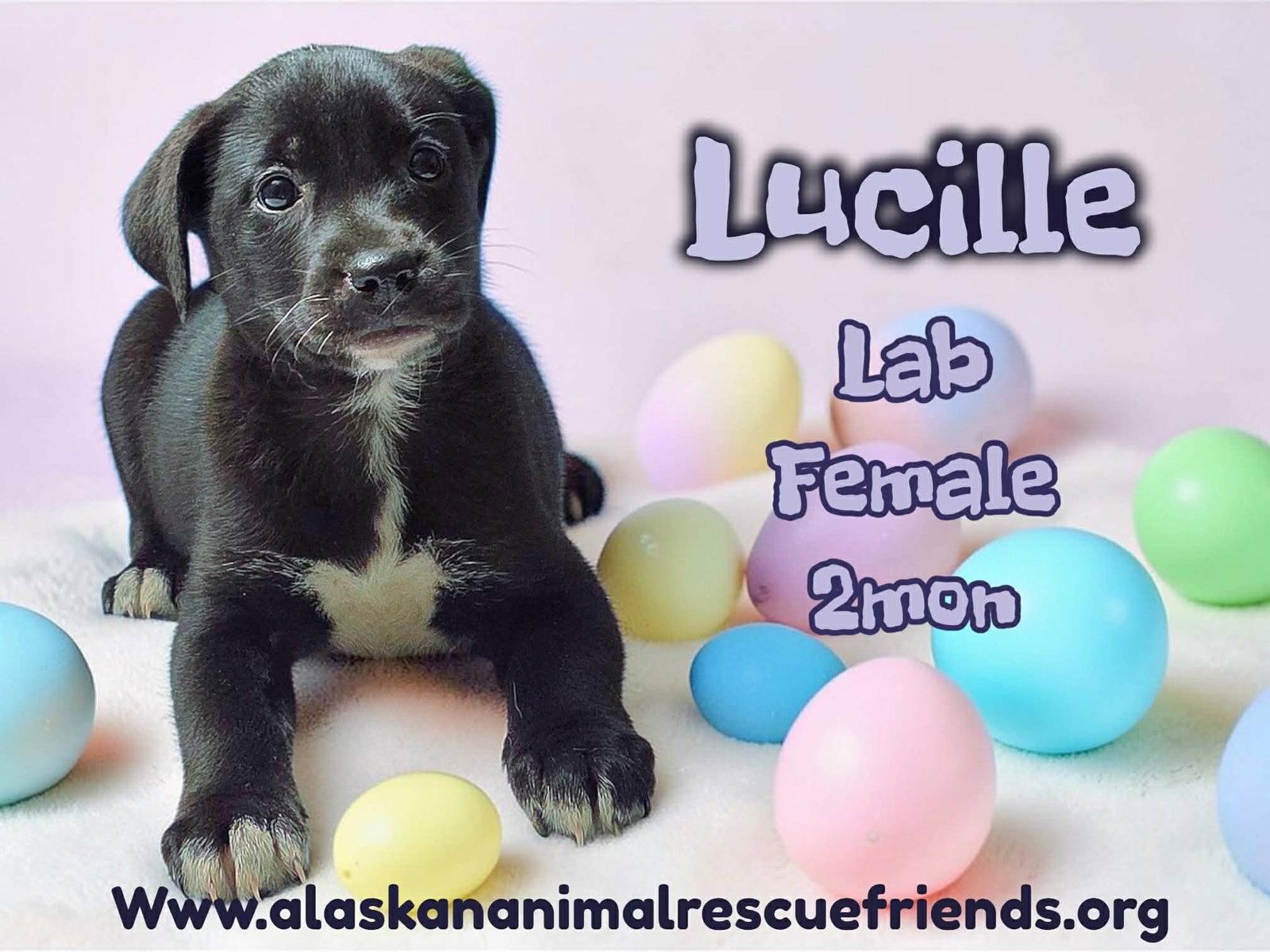 Enlarge Lucille, a Adoptable mixed breed in Anchorage, AK image 1/1