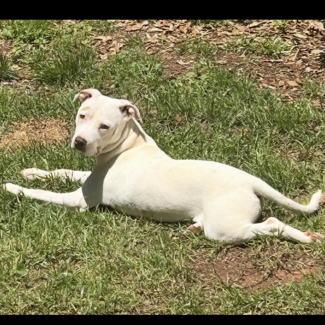 Enlarge Boo, a Adoptable mixed breed in cumming, GA image 2/5
