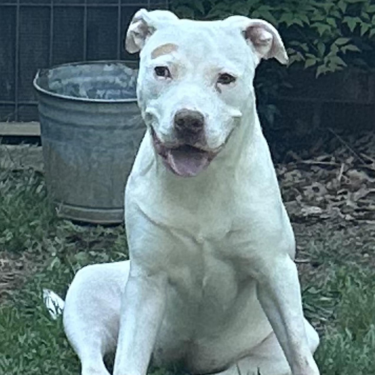 Enlarge Boo, a Adoptable mixed breed in cumming, GA image 1/5