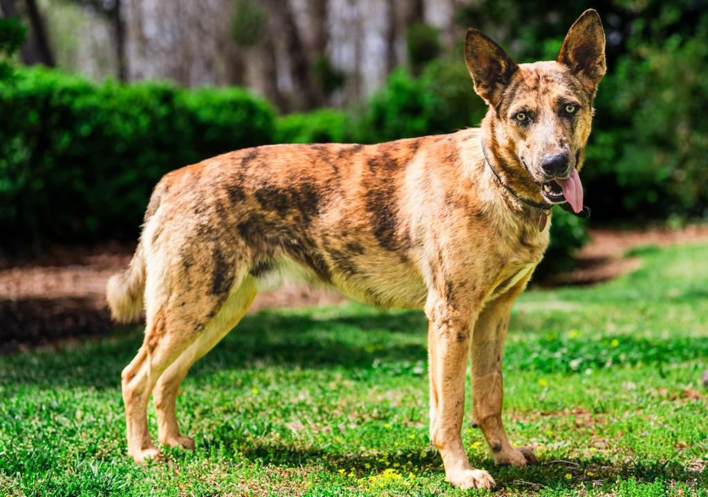 Shadow, Adoptable, Young Male German Shepherd Dog.
