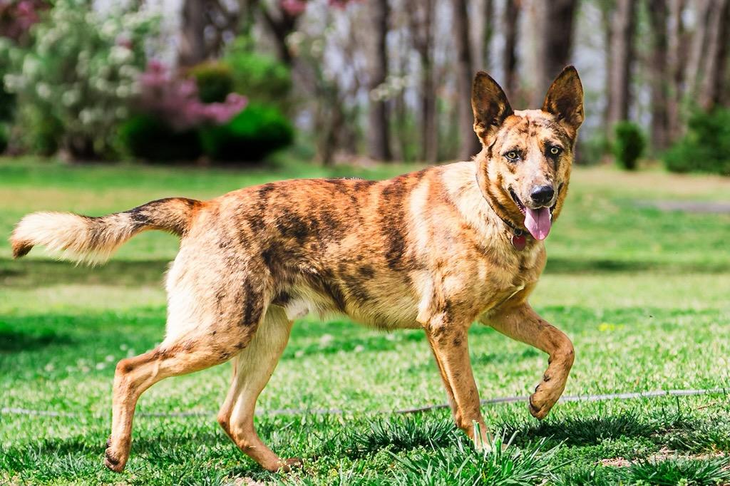Enlarge Shadow, a Adoptable mixed breed in Greenville, SC image 2/3