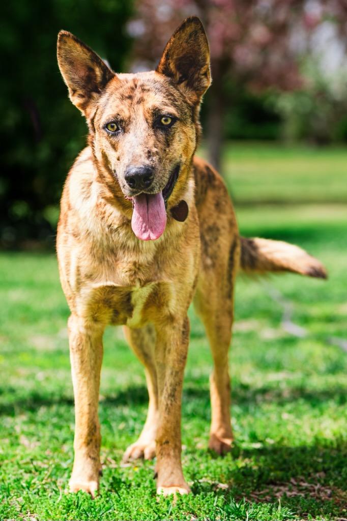 Enlarge Shadow, a Adoptable mixed breed in Greenville, SC image 1/3