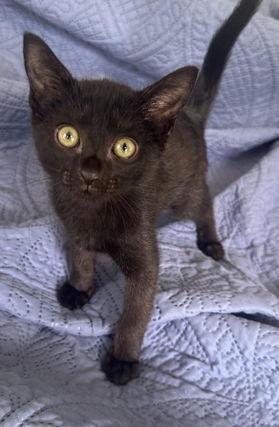 Pebble, Adoptable, Kitten Female Domestic Short Hair.