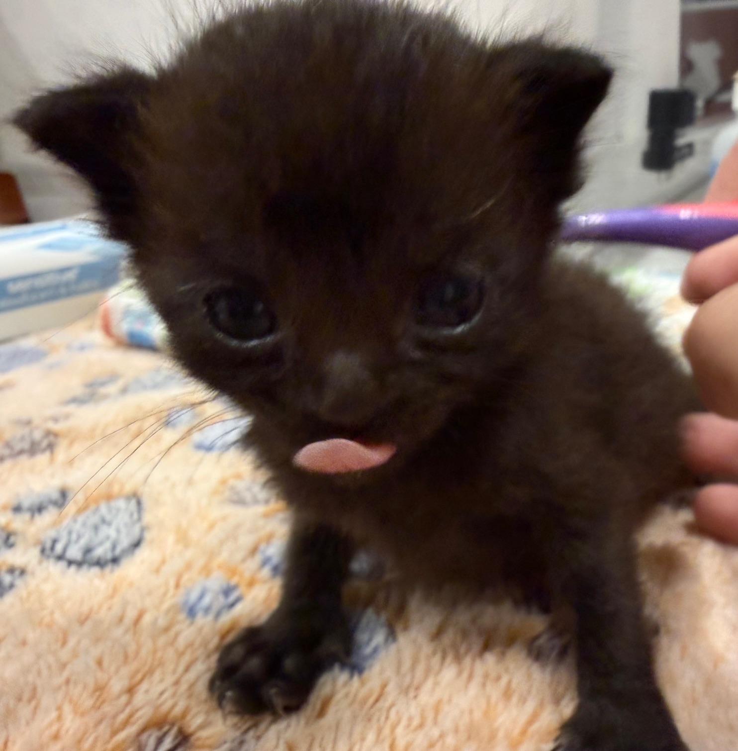 Pebble, a Adoptable Domestic Short Hair in Carlsbad, CA image 2/3