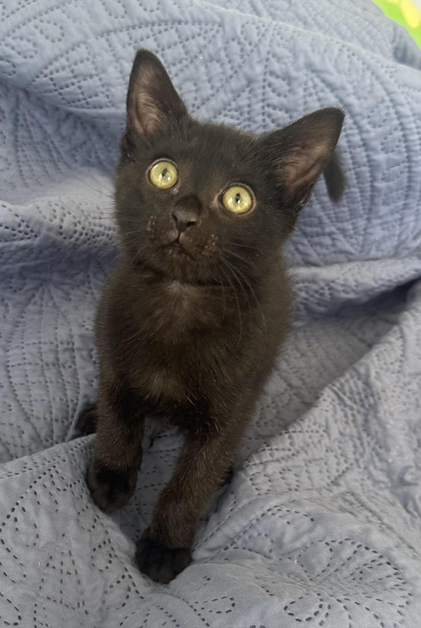 Pebble, a Adoptable Domestic Short Hair in Carlsbad, CA image 3/3