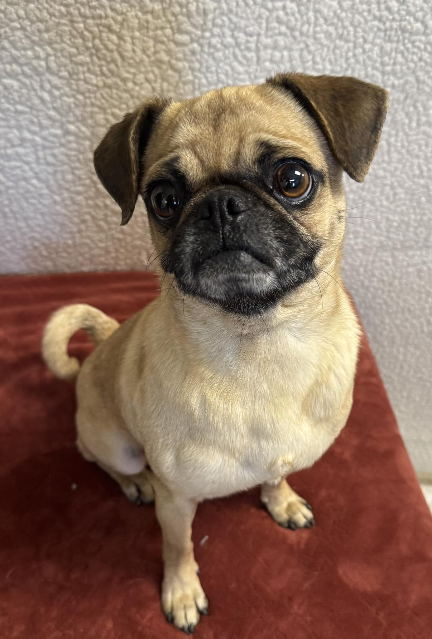 Enlarge Pepa La Pug, a ADOPTABLE Pug in Albuquerque, NM image 1/1