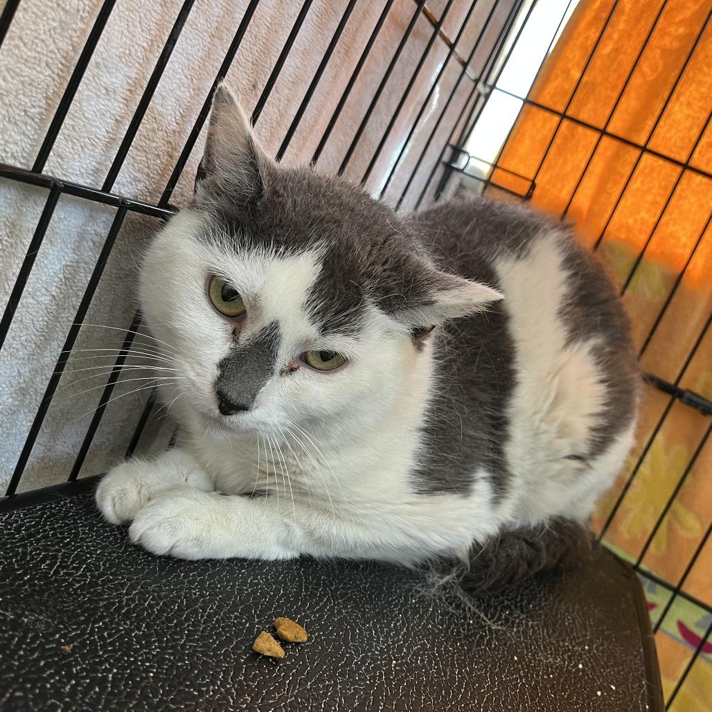 Enlarge Summerset, a Adoptable Domestic Short Hair in Salisbury, MA image 1/1
