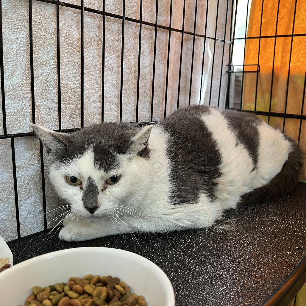 Enlarge Summerset, a Adoptable Domestic Short Hair in Salisbury, MA image 2/3