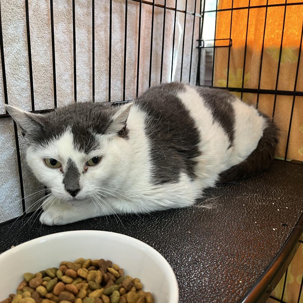 Enlarge Summerset, a Adoptable Domestic Short Hair in Salisbury, MA image 3/3