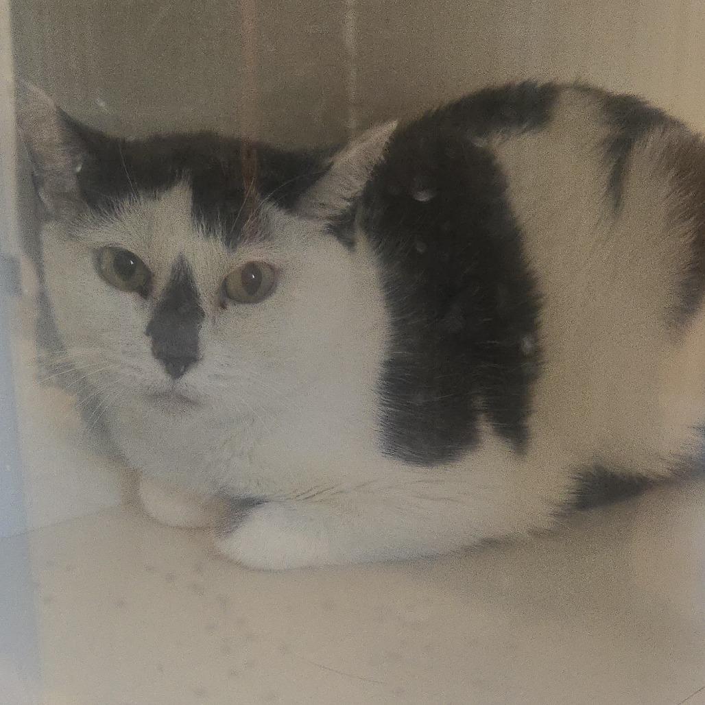 Enlarge Summerset, a Adoptable Domestic Short Hair in Salisbury, MA image 3/3