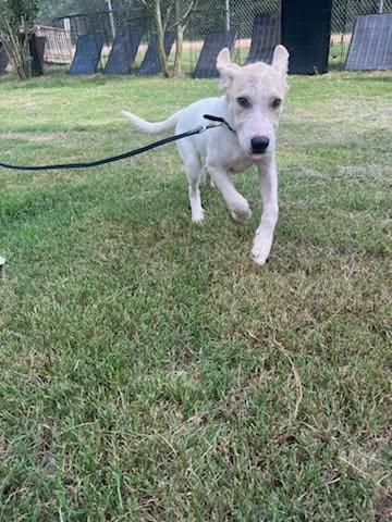 Enlarge Quinn, a Adopted mixed breed in Sheridan, TX image 1/4