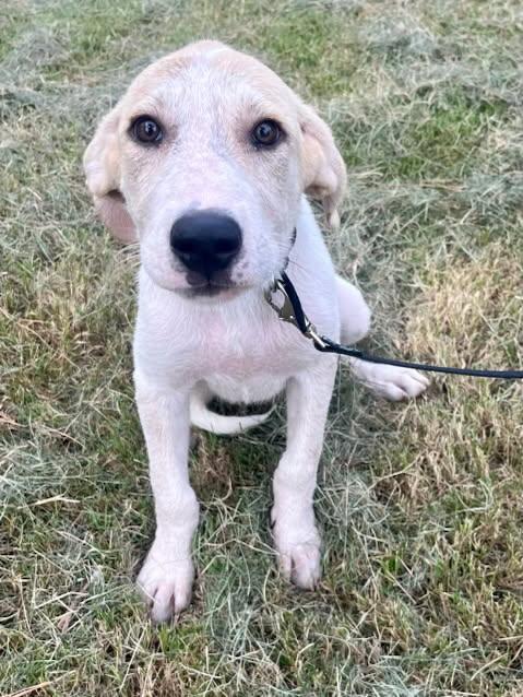 Enlarge Quinn, a Adopted mixed breed in Sheridan, TX image 2/4