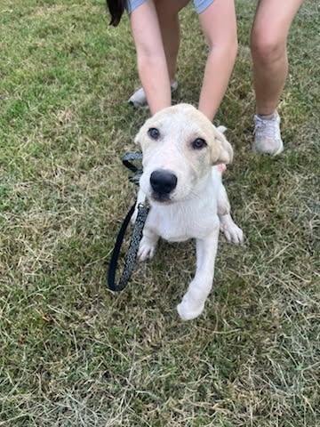 Enlarge Quinn, a Adopted mixed breed in Sheridan, TX image 3/4