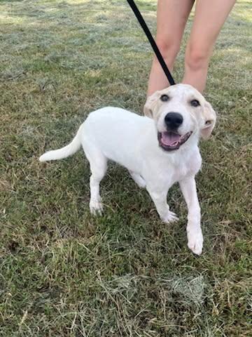 Enlarge Quinn, a Adopted mixed breed in Sheridan, TX image 4/4