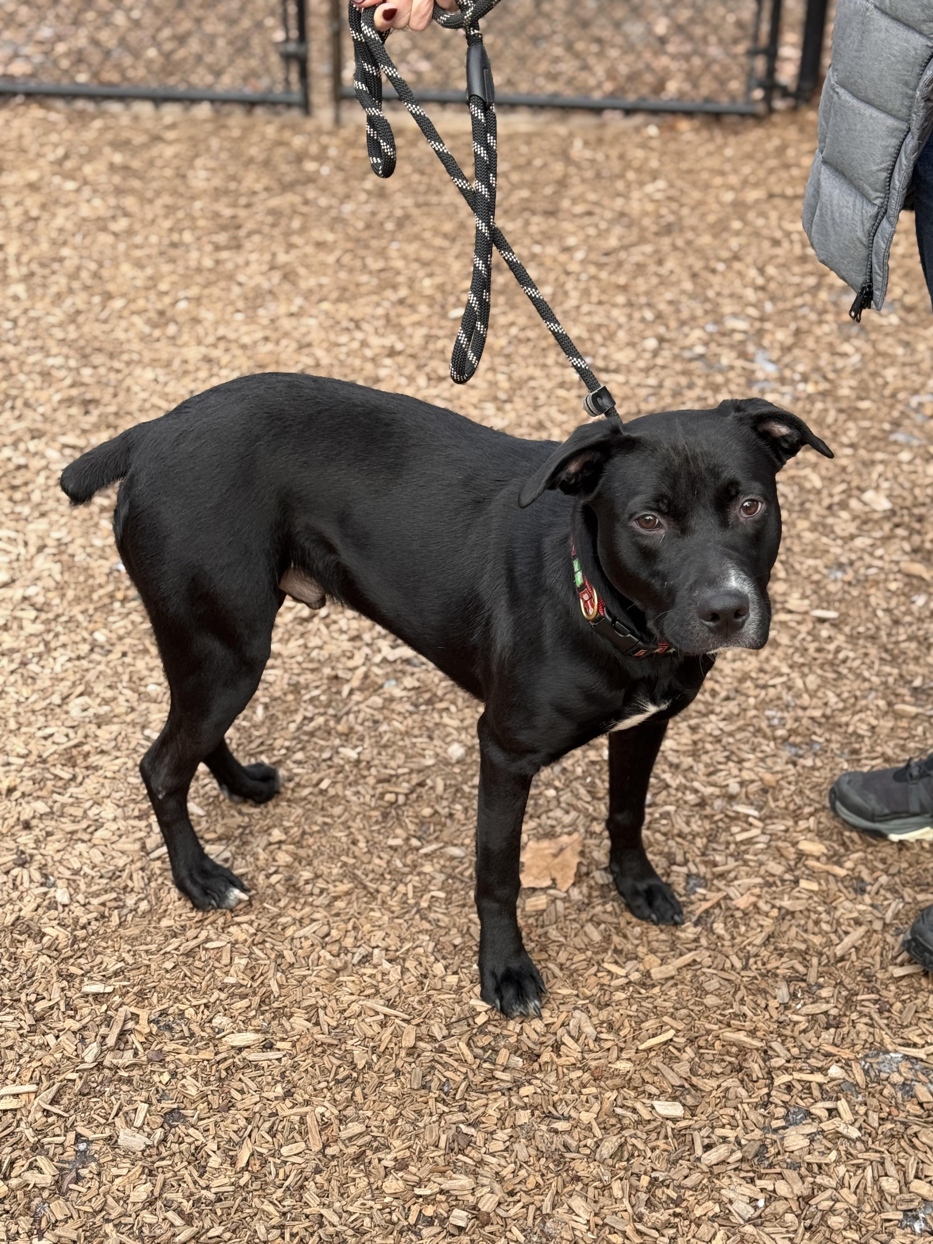 Enlarge Cole, a Adoptable mixed breed in Sudbury, MA image 1/4