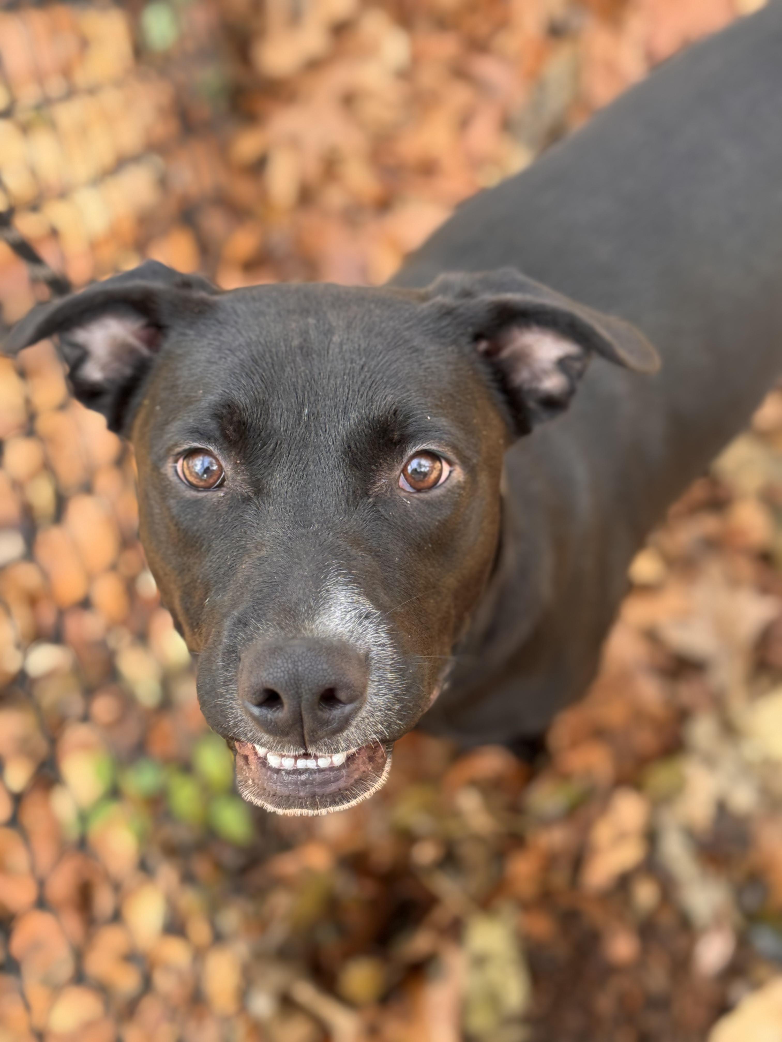 Cole, Adoptable, Young Male Retriever.