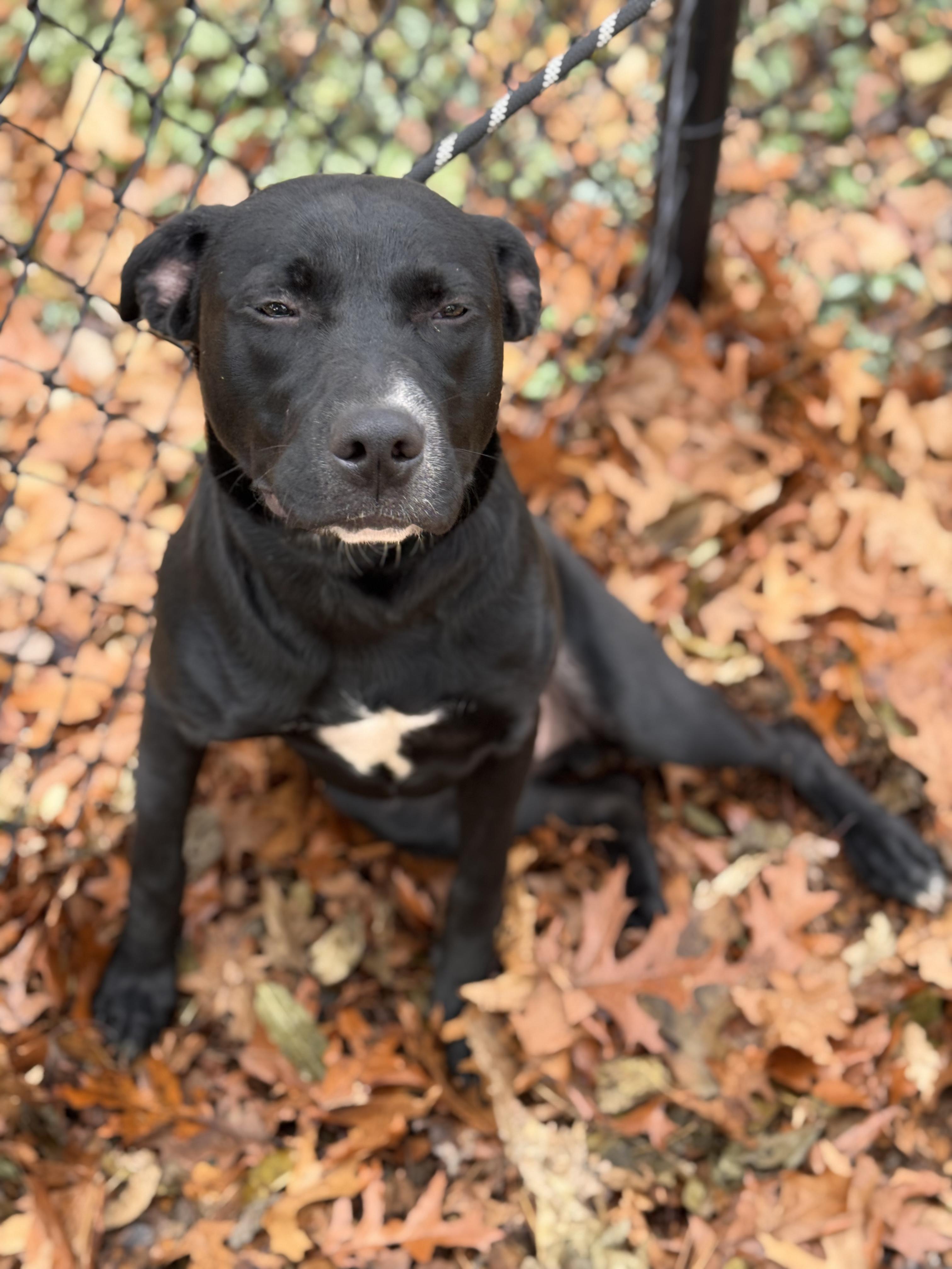 Enlarge Cole, a Adoptable mixed breed in Sudbury, MA image 4/4