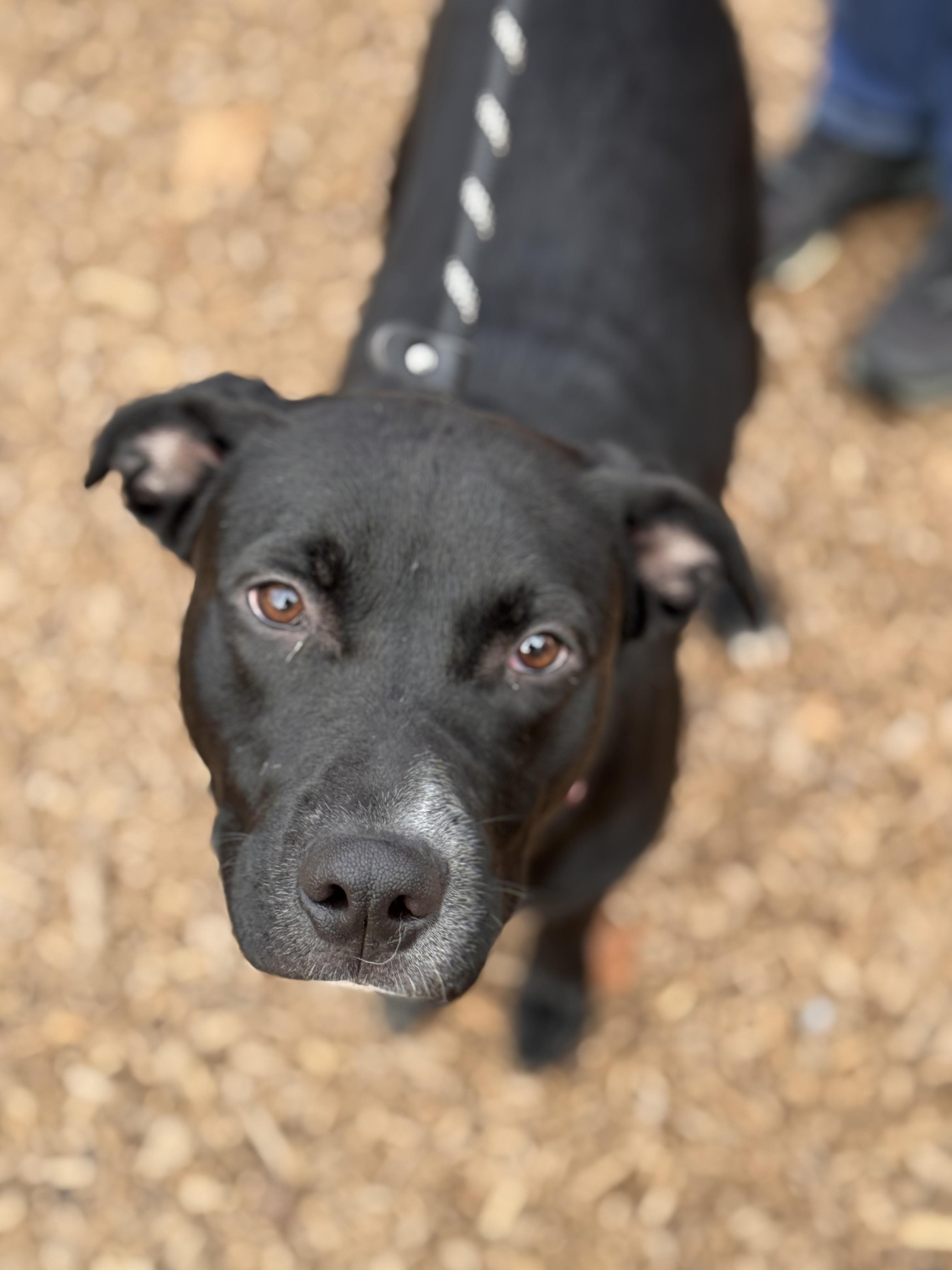 Enlarge Cole, a Adoptable mixed breed in Sudbury, MA image 3/4