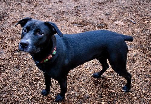 Enlarge Cole, a Adoptable mixed breed in Sudbury, MA image 5/6