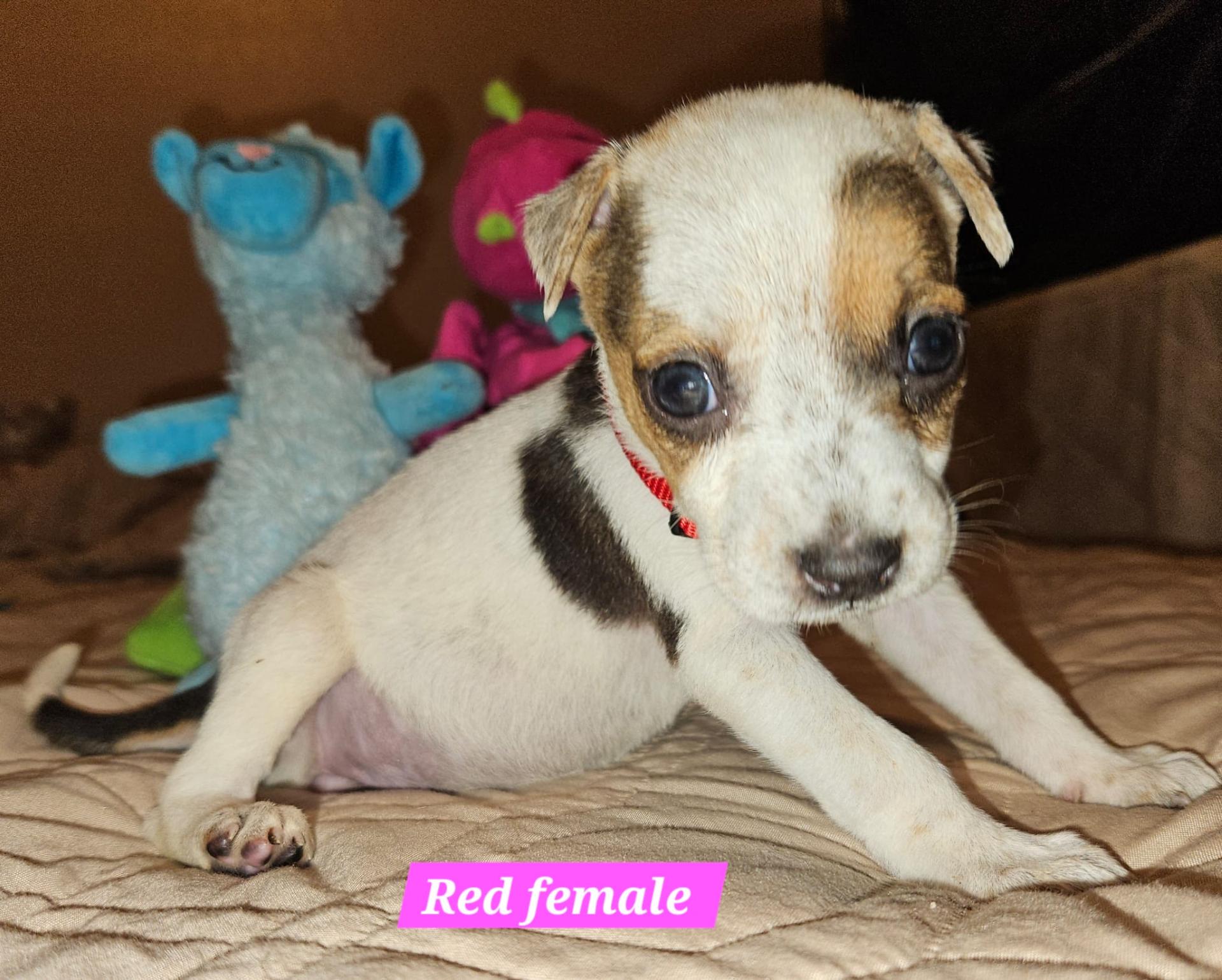 Dog for adoption Sadie, an Australian Cattle Dog / Blue Heeler