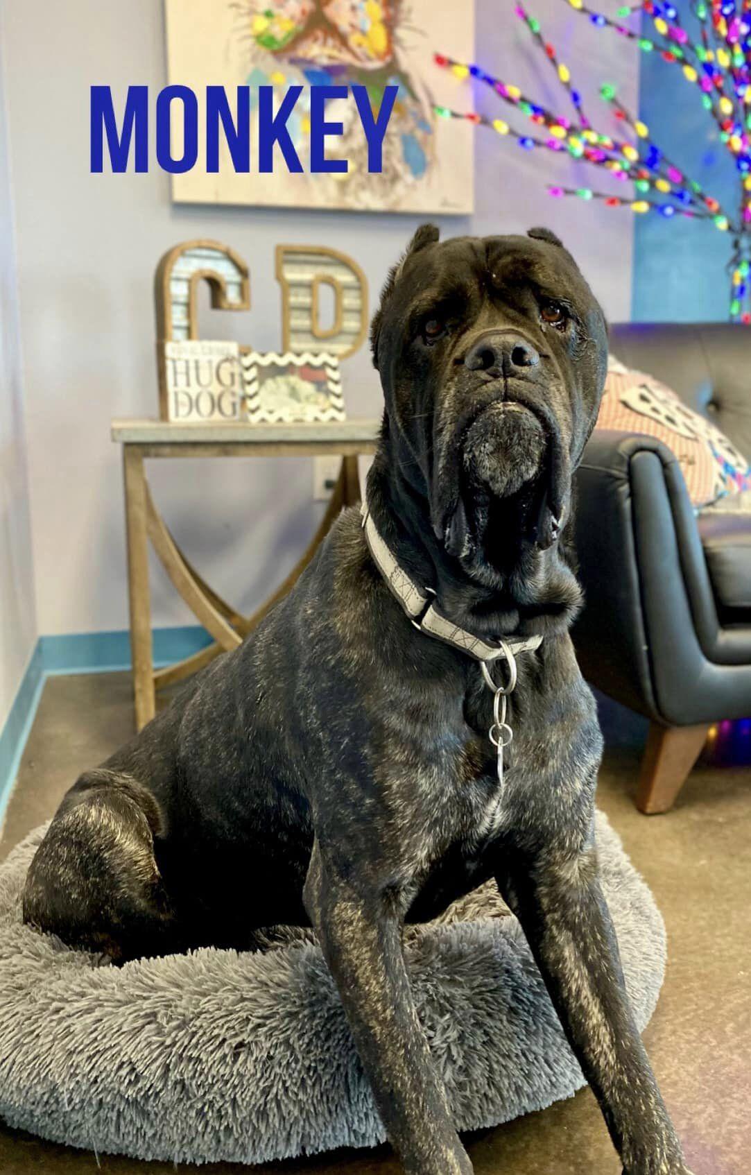 Monkey, Adoptable, Adult Male Cane Corso.