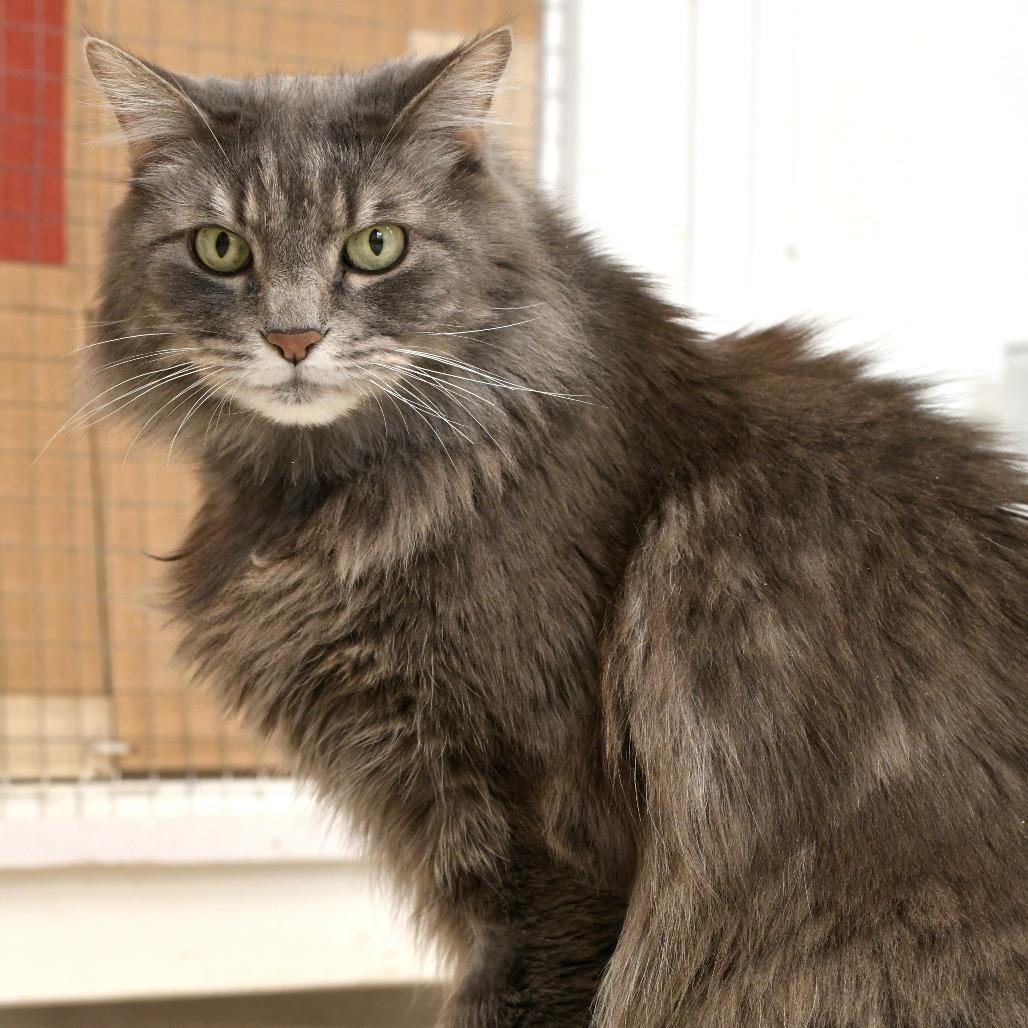 Judah — thumbnail 2