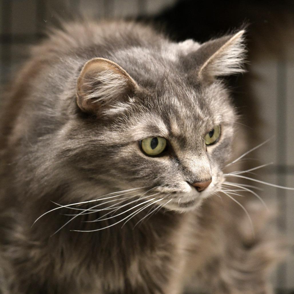 Judah — thumbnail 3