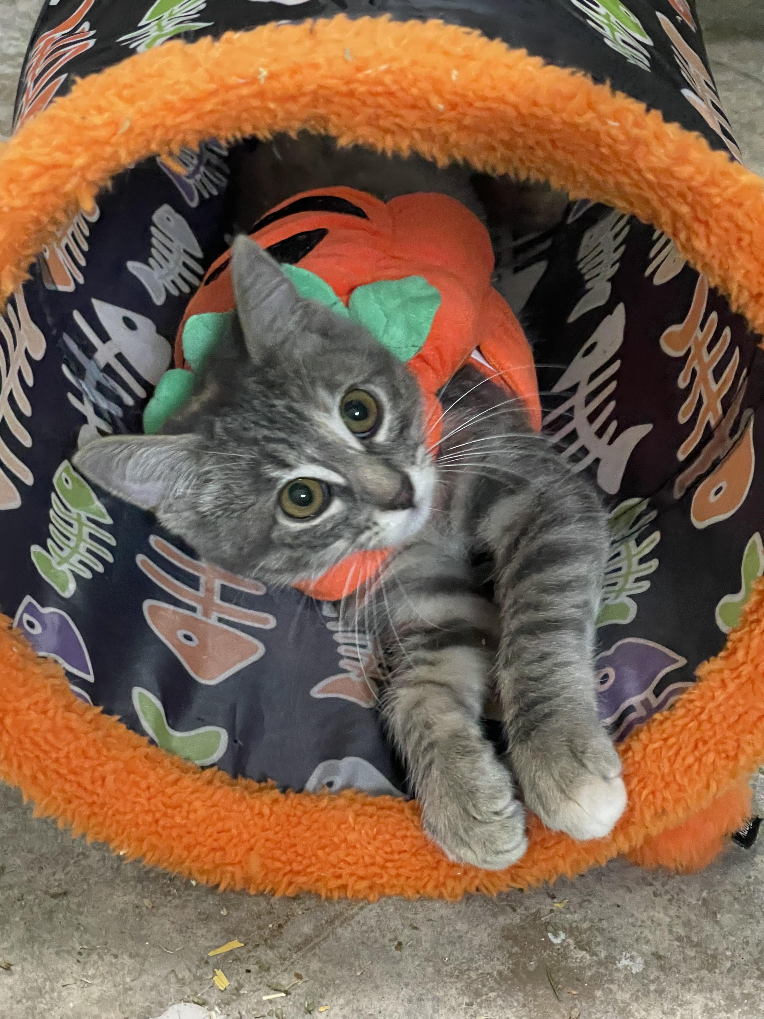 Brisbane - Riley Fuzzel Petsmart