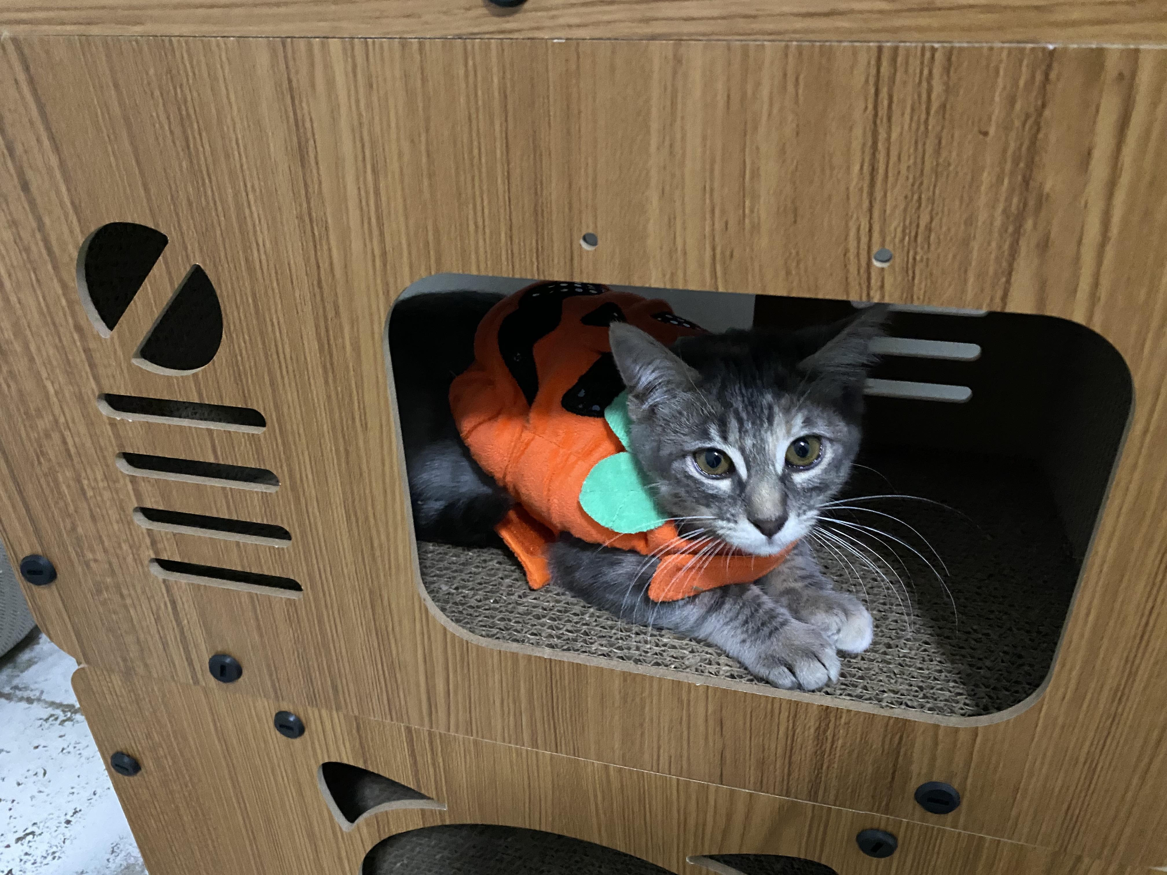 Brisbane - Riley Fuzzel Petsmart