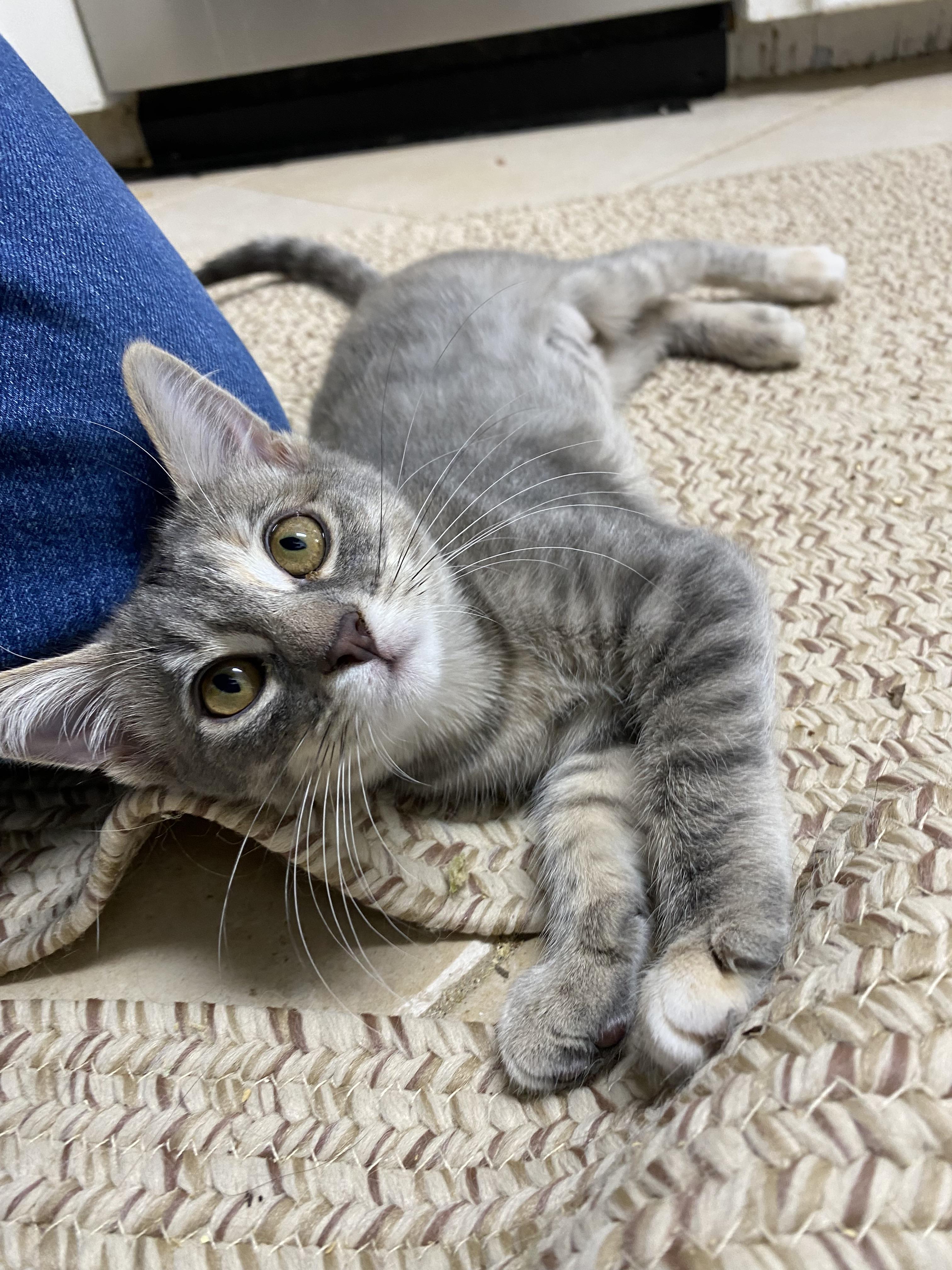 Brisbane - Riley Fuzzel Petsmart