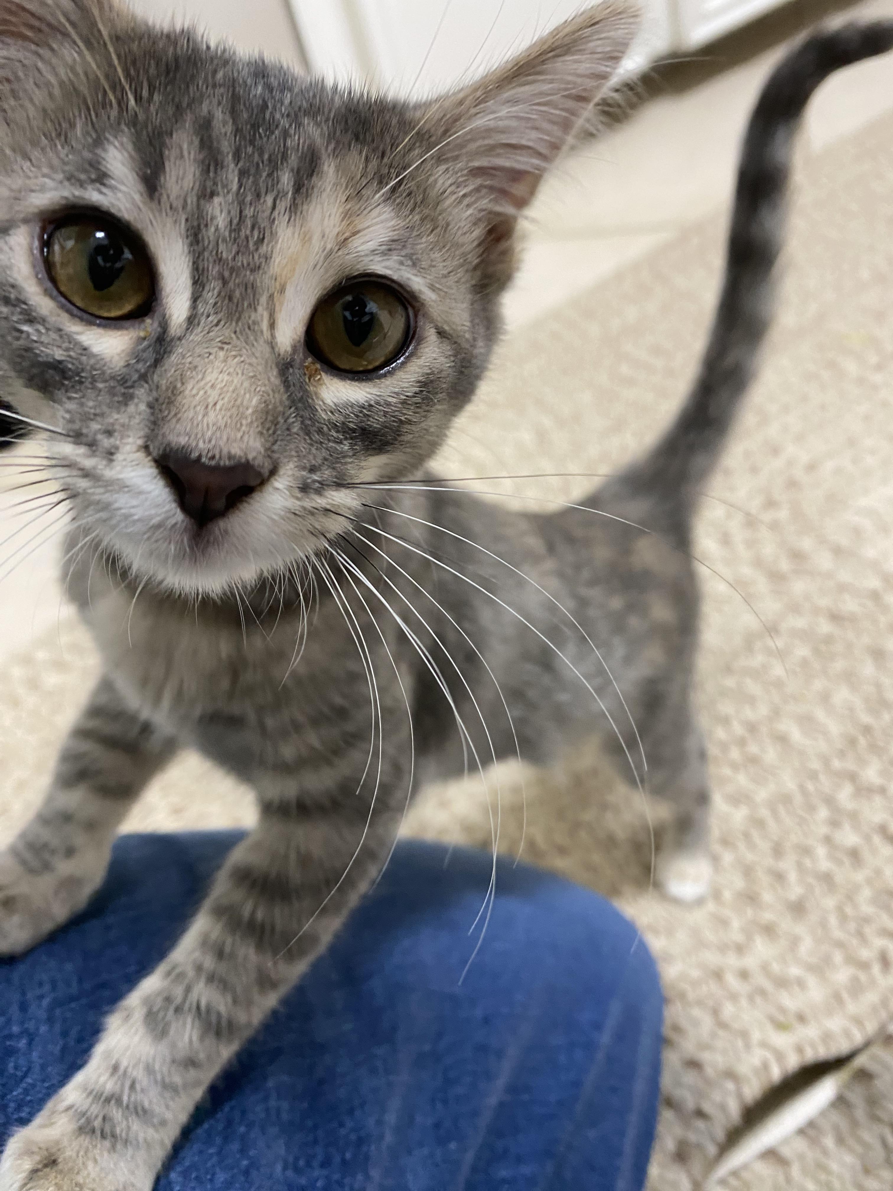 Brisbane - Riley Fuzzel Petsmart