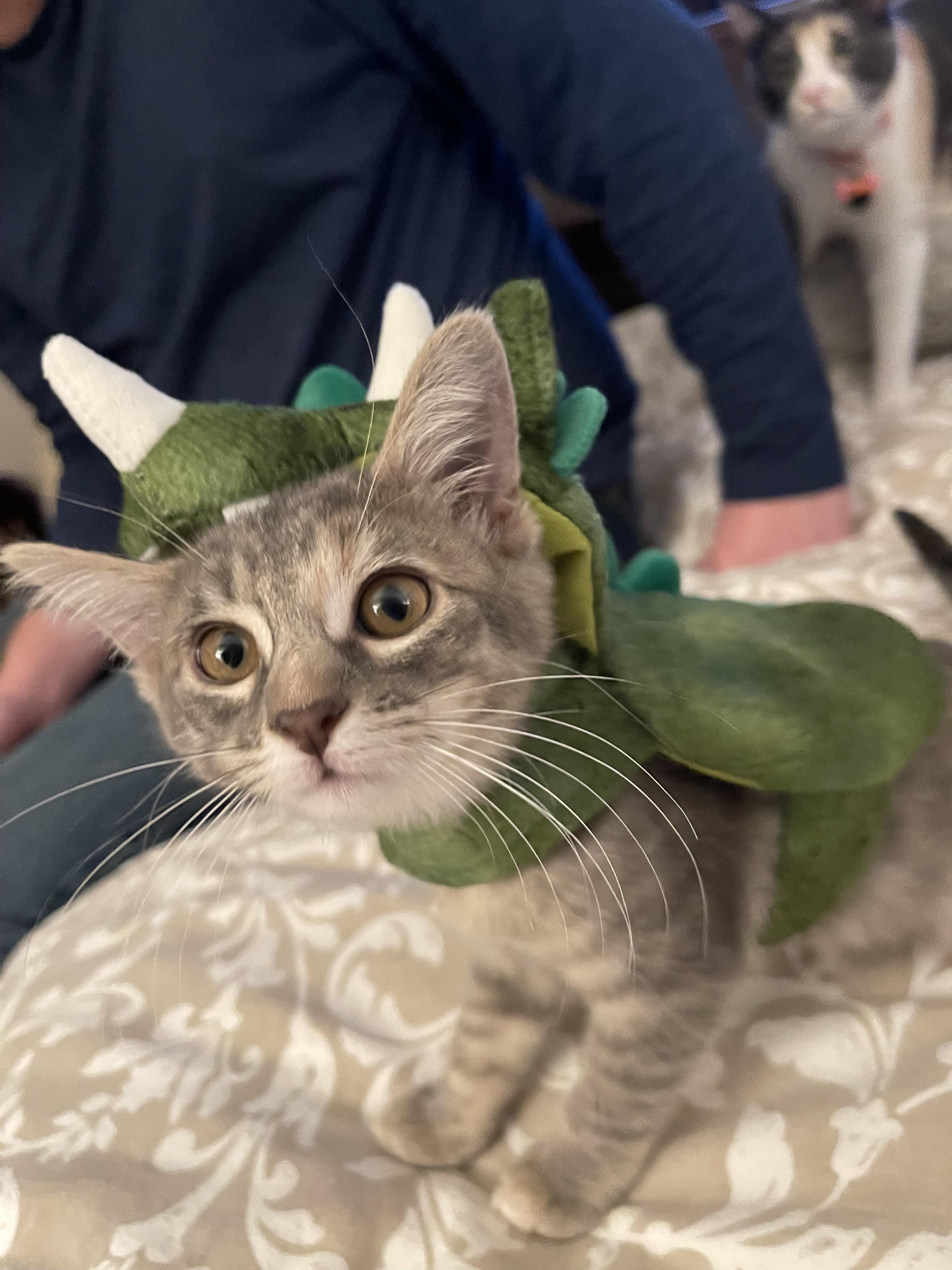 Brisbane - Riley Fuzzel Petsmart