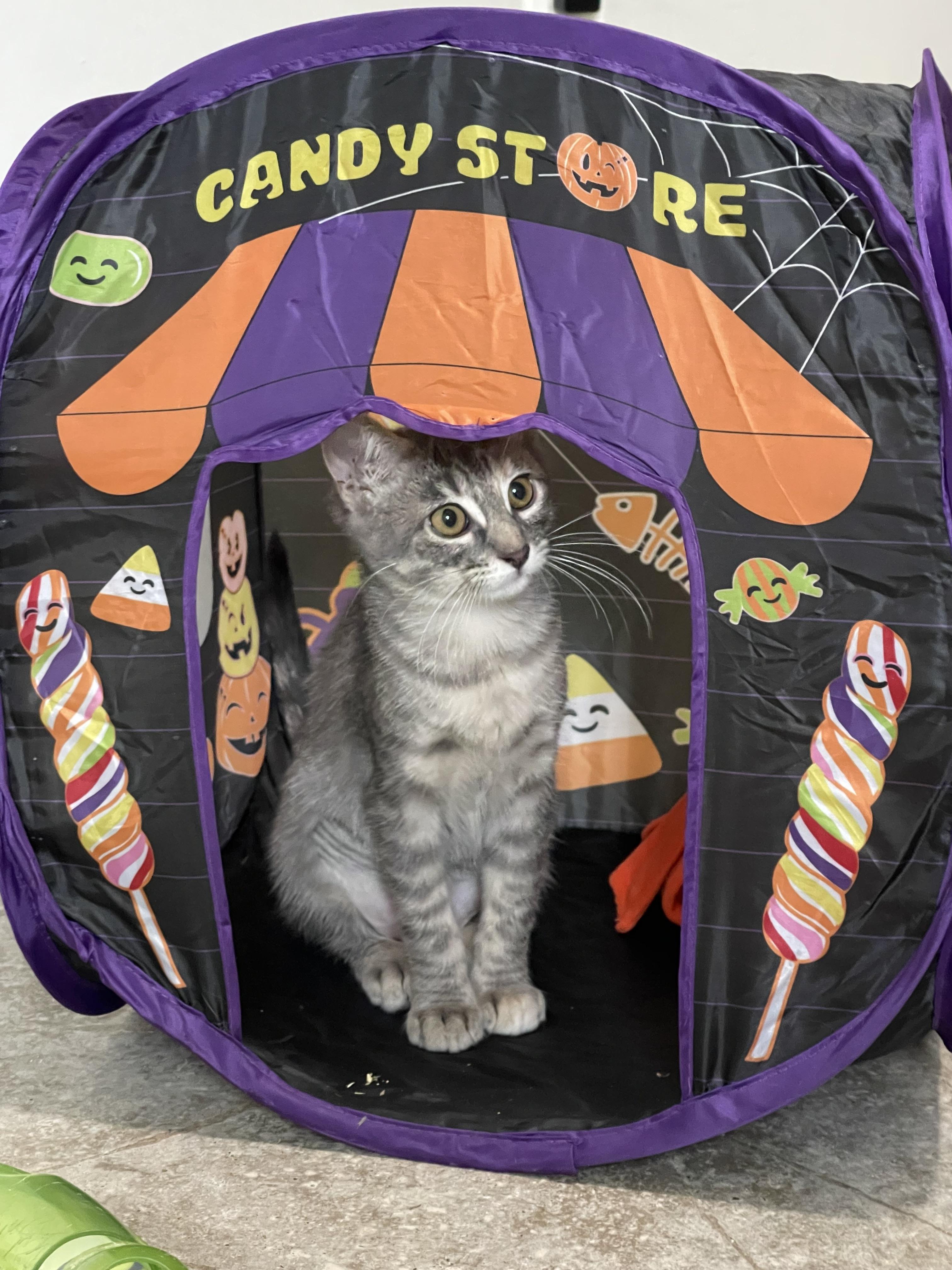 Brisbane - Riley Fuzzel Petsmart