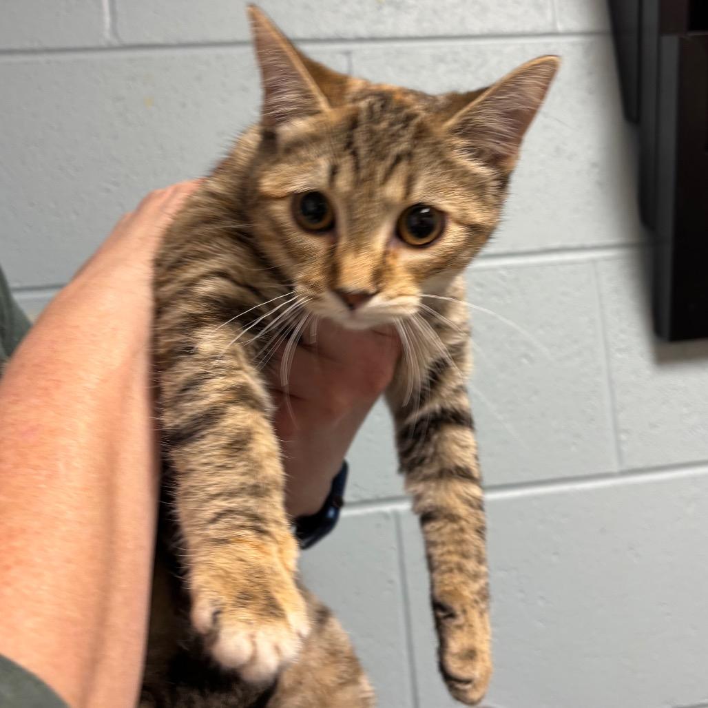 Cheese Wheel, a Adoptable Domestic Short Hair in DeKalb, IL image 1/2