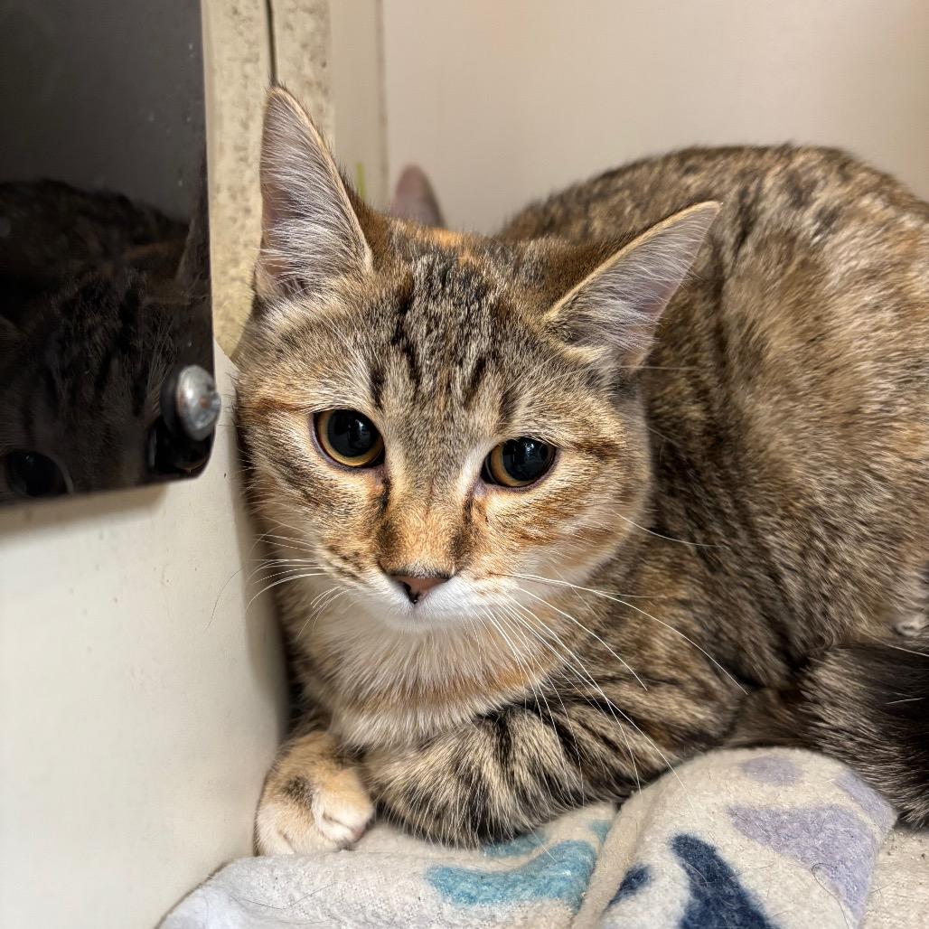 Cheese Wheel, a Adoptable Domestic Short Hair in DeKalb, IL image 2/2