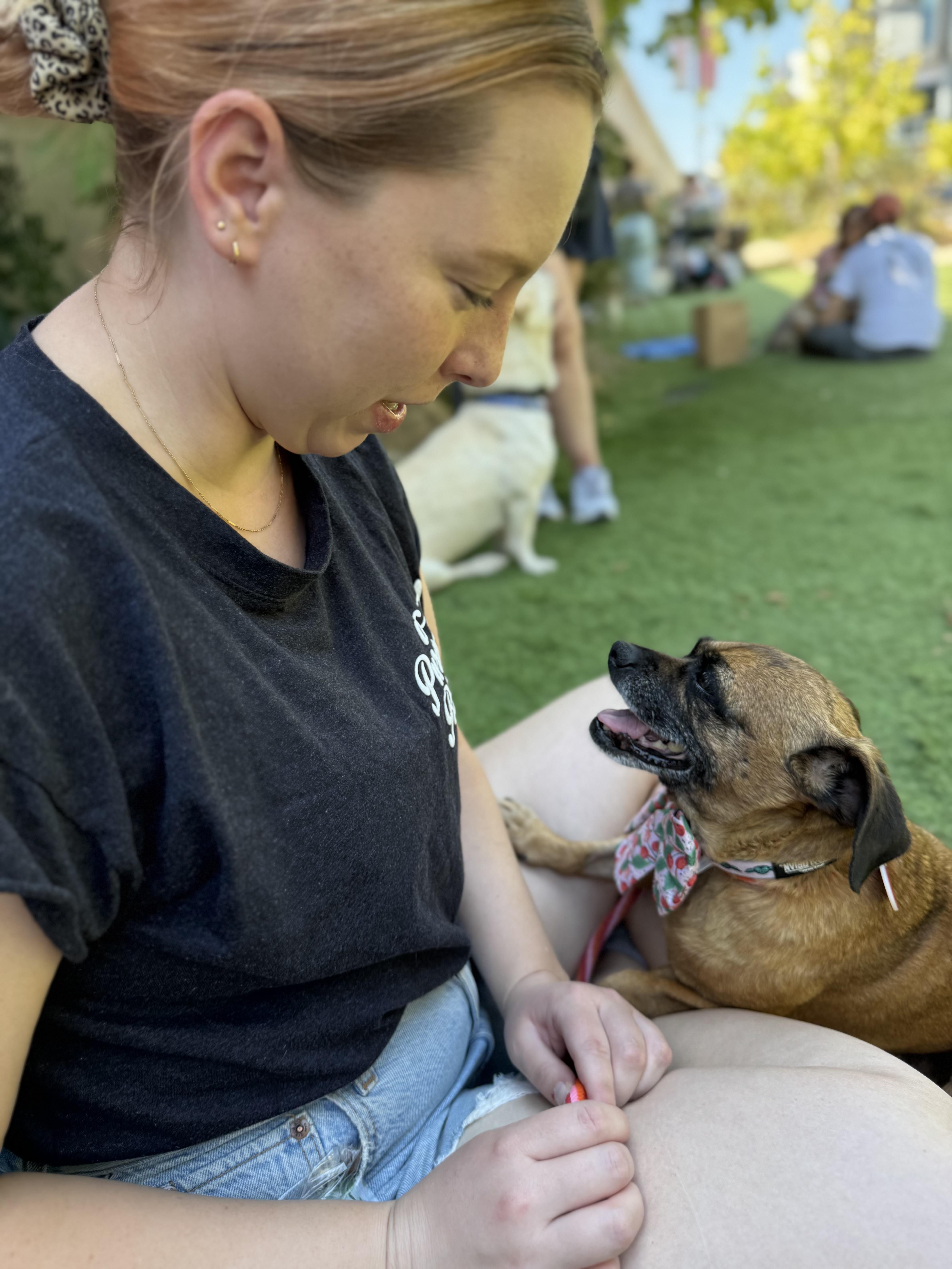 Beetlejuice, an adoptable Puggle, Miniature Dachshund in Los Angeles, CA, 90035 | Photo Image 4