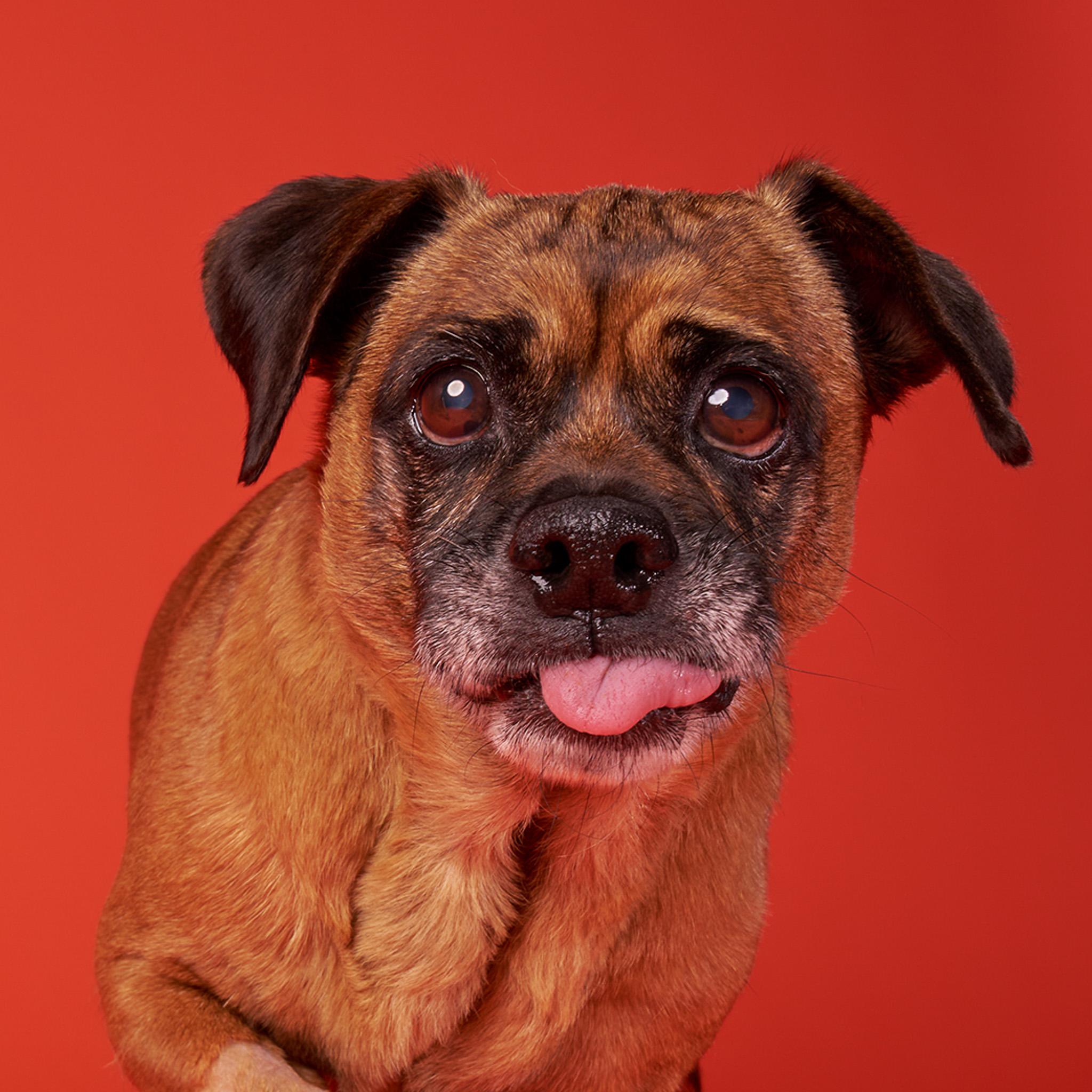 Beetlejuice, an adoptable Puggle, Miniature Dachshund in Los Angeles, CA, 90035 | Photo Image 5