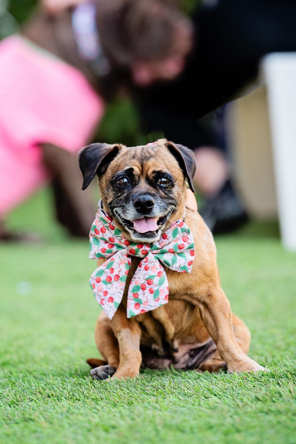 Beetlejuice, an adoptable Puggle, Miniature Dachshund in Los Angeles, CA, 90035 | Photo Image 2